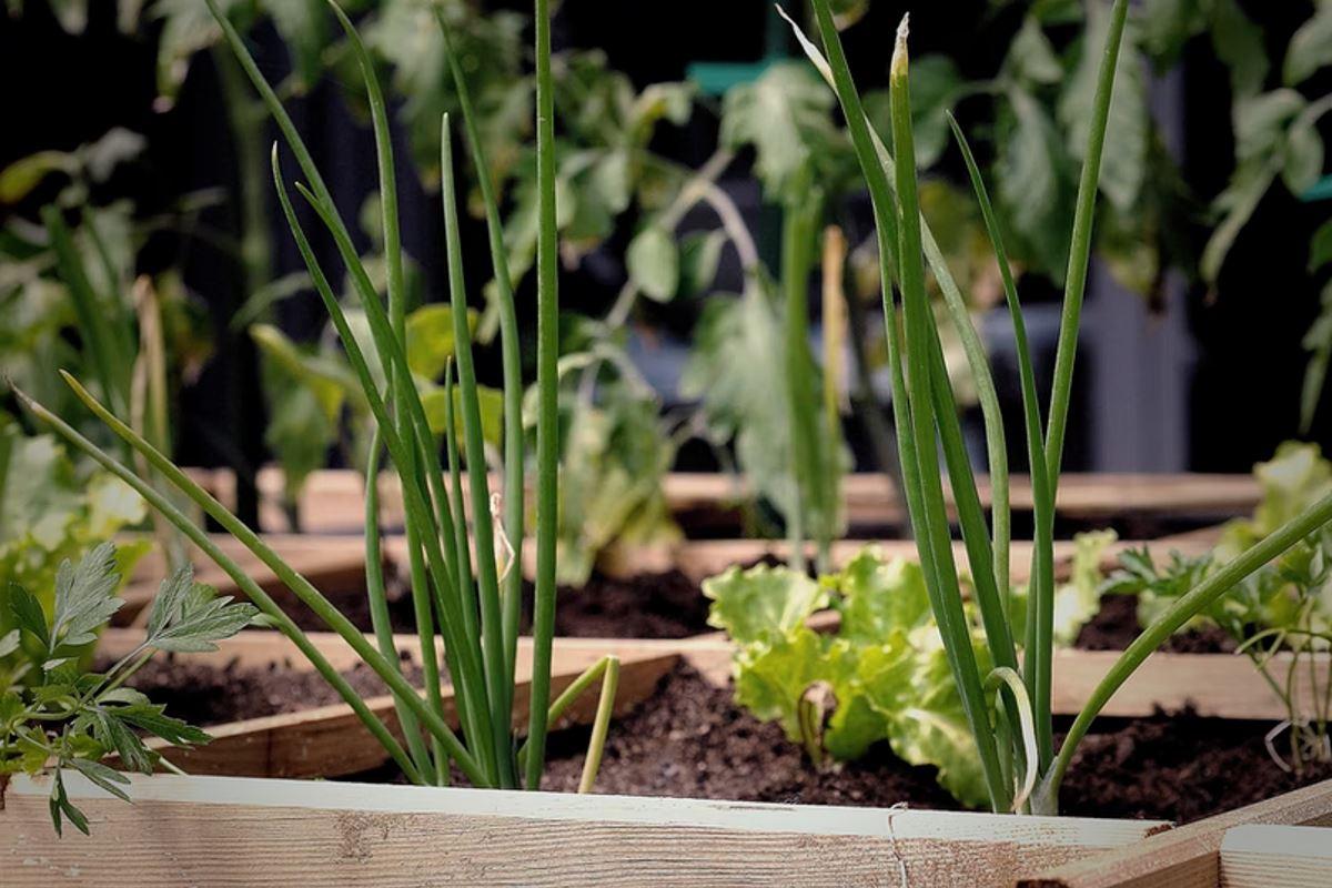 Engrais bio : cultiver un jardin vegan et durable